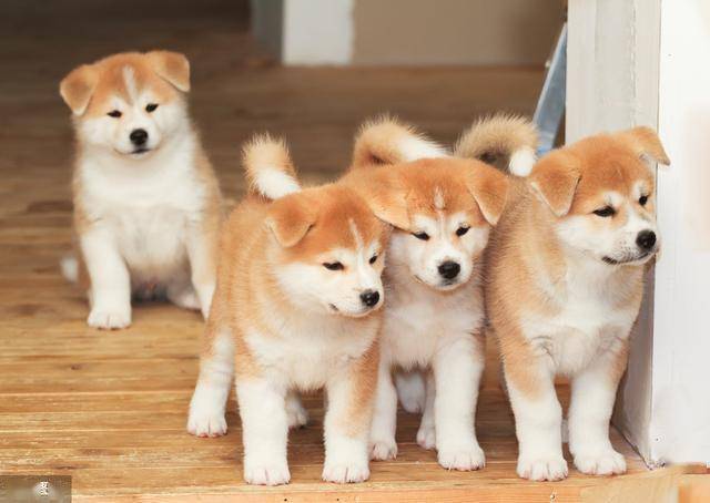 最新相狗术揭秘，如何精准挑选最佳伴侣犬？