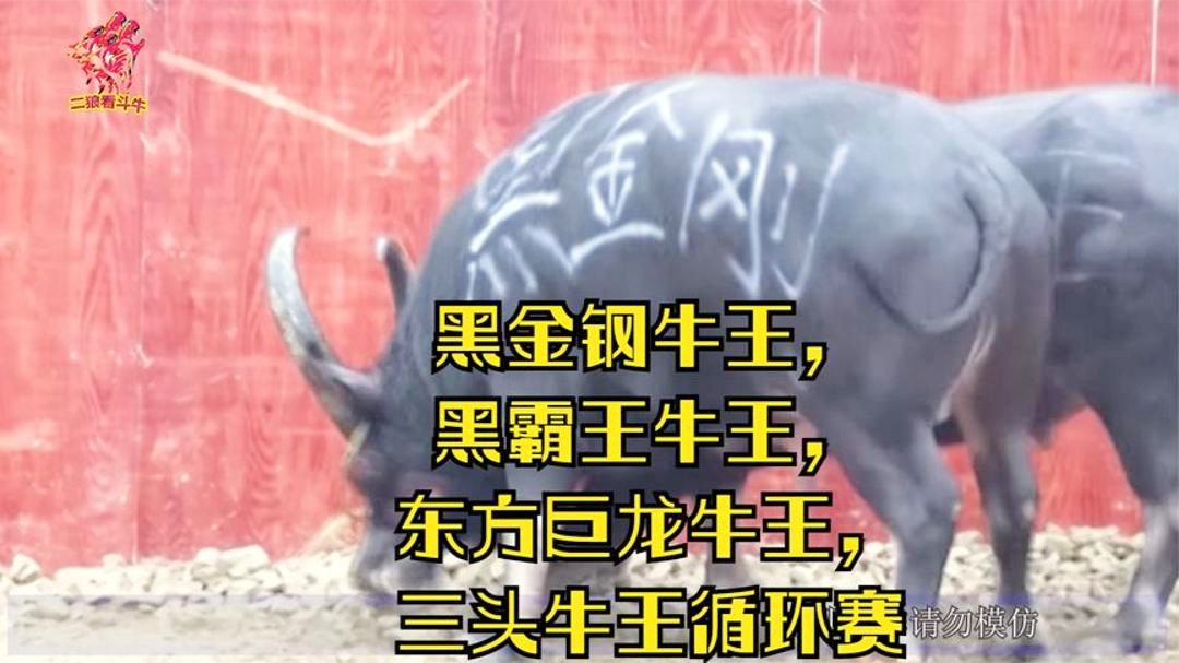 黑霸王牛王最新，小巷中的美食秘境探索